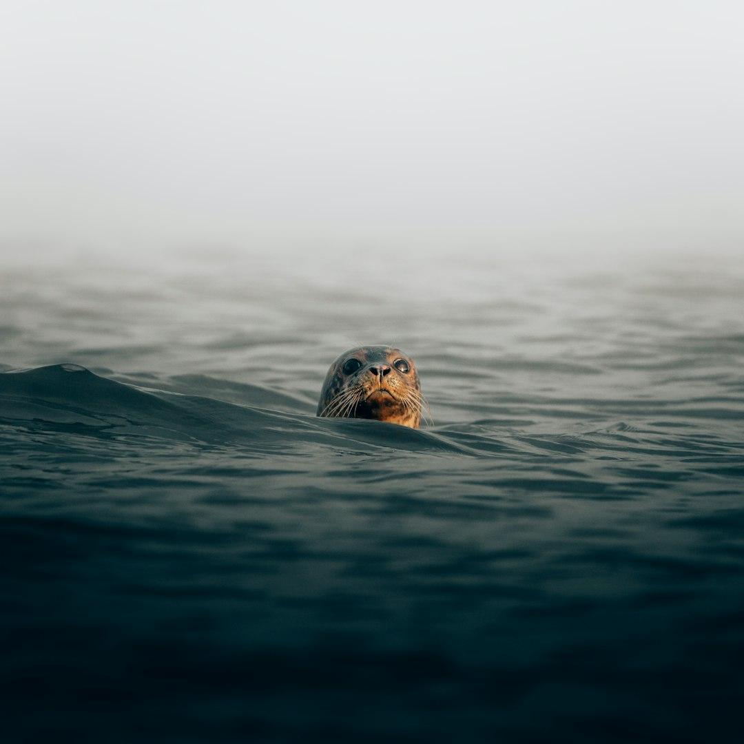دراسة لجامعة ستانفورد تربط الانقراض البحري العظيم بالحرارة الشديدة ونقص الأكسجين