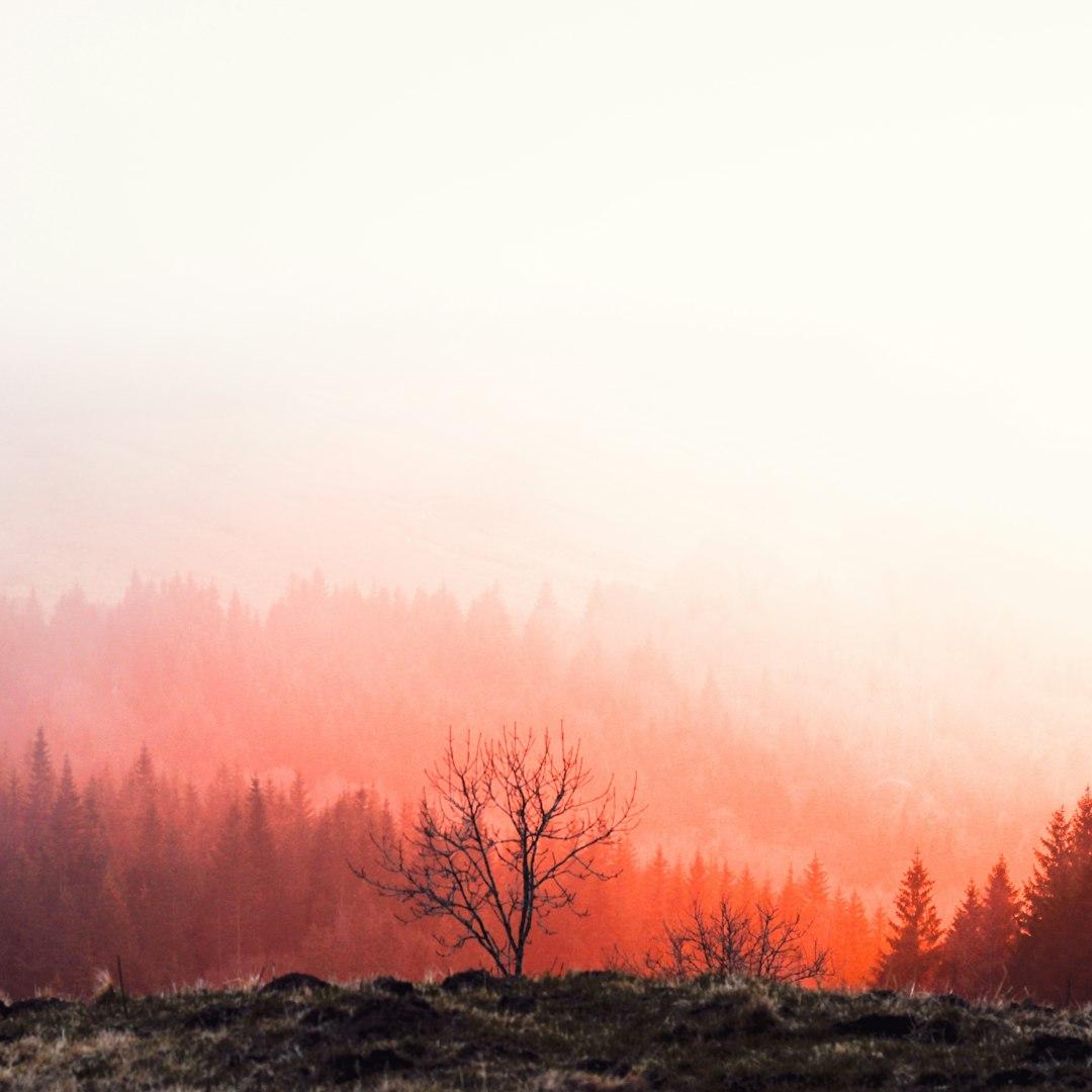 Record Wildfire Losses in 2025 Highlight Shift to Extreme Events Despite Low Burned Area