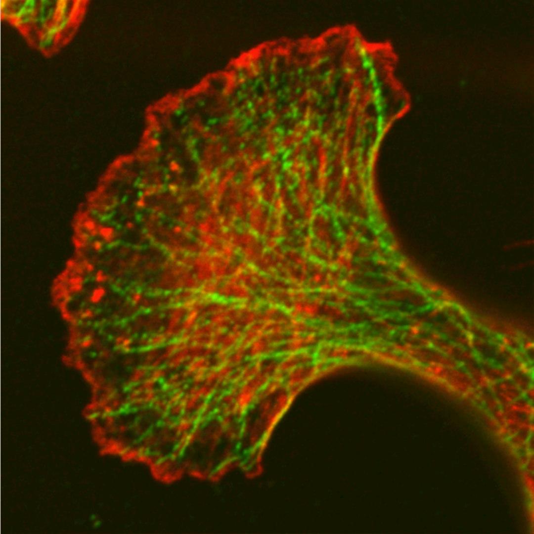 Scientists Engineer Plant to Produce Multiple Psychedelic Compounds Simultaneously