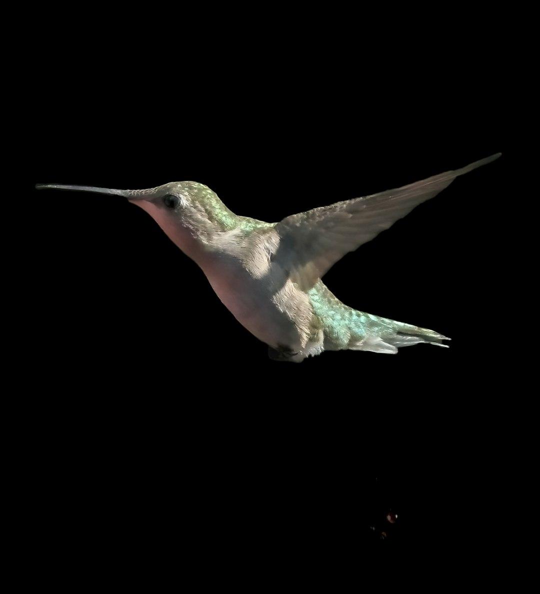 How AI is Unlocking the Secret Lives of Animals, from Pumas to Hummingbirds